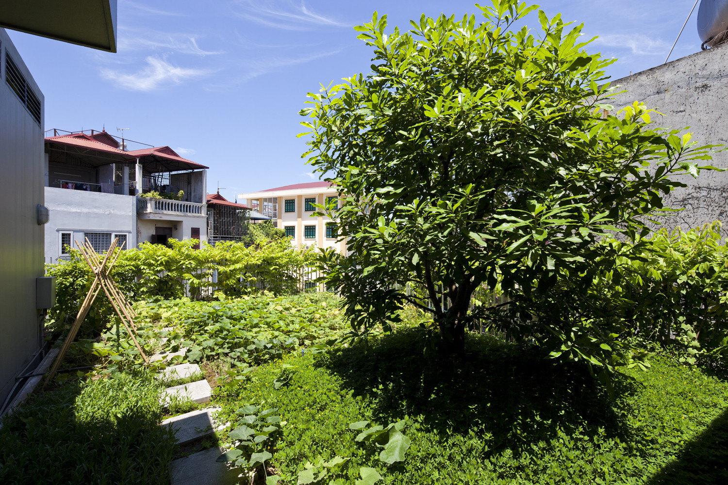 vườn rau của ngôi nhà lô phố 5 tầng 71 m2